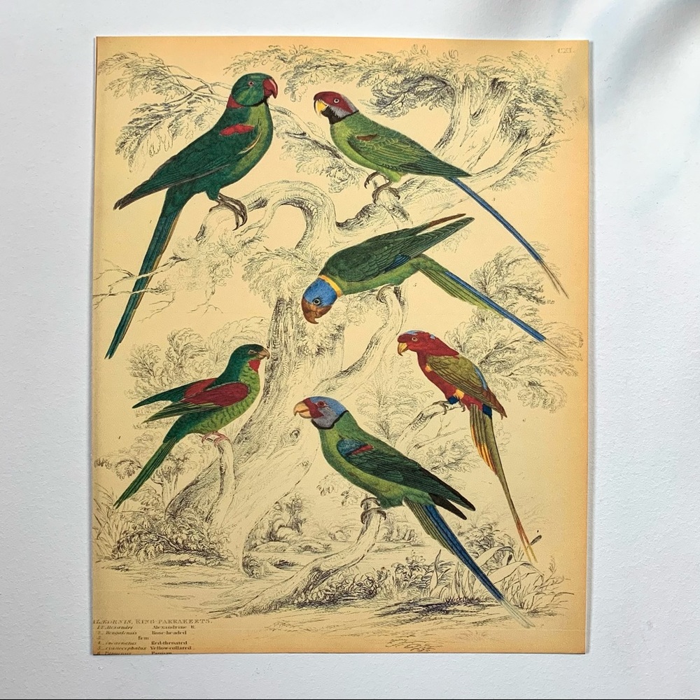 Biodiversity King Parakeets 8x10 Scientific Print 8x10